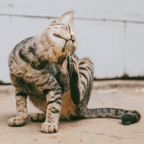 Meu gato está se coçando – AllCats Medicina Felina